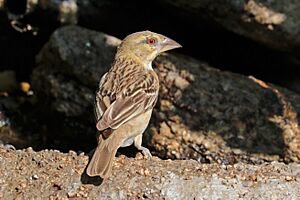 Southern masked weaver (Ploceus velatus) female.jpg
