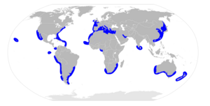 Sphyrna zygaena distribution map.svg