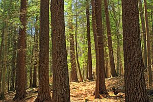Stand of Eastern Hemlock and White Pine in Tiadaghton State Forest, Pennsylvania
