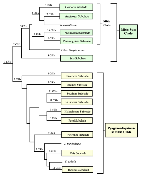 Streptococcus subclades
