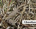 Strophurus williamsi in the wild