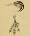 Sungrebe head and foot detail