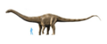 Supersaurus NT crop