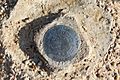 Survey Marker at the Lake Wright Patman Dam