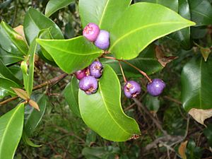 Syzygium oleosum fruit1.JPG