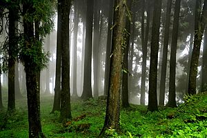 The mystic forest