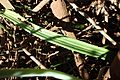 Thelymitra macrophylla leaf (2)