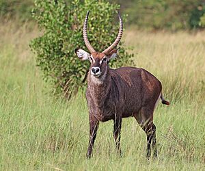 Ugandan defassa waterbuck (Kobus ellipsiprymnus defassa) male.jpg