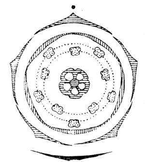 Vaccinium flowerdiagram
