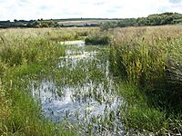 Valley mire at Corsydd Llangloffan - geograph.org.uk - 1433850.jpg
