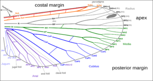 Venation of insect wing