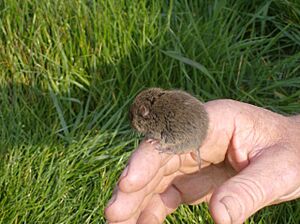 Vole saved - geograph.org.uk - 435553