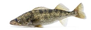 Walleye (Sander vitreus) (1).jpg