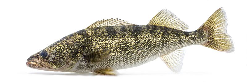 Walleye (Sander vitreus) (1)