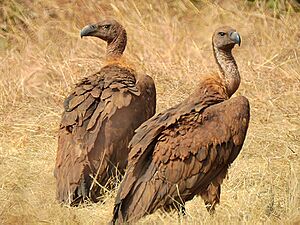 White-rumped vulture (Gyps bengalensis) Pair 1 Photograph by Shantanu Kuveskar