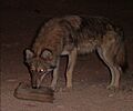 Wolf in Arava Desert