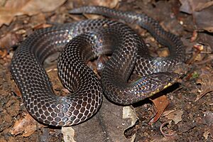 Xylophis perroteti (Davidraju IMG 4337).jpg