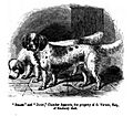 107. Clumber Spaniel