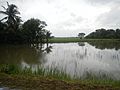 4207Typhoons Krosa Lekima & monsoon tidal flooding in Calumpit, Bulacan 19
