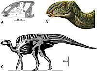 A-New-Basal-Hadrosauroid-Dinosaur-(Dinosauria-Ornithopoda)-with-Transitional-Features-from-the-Late-pone.0098821.g002.jpg