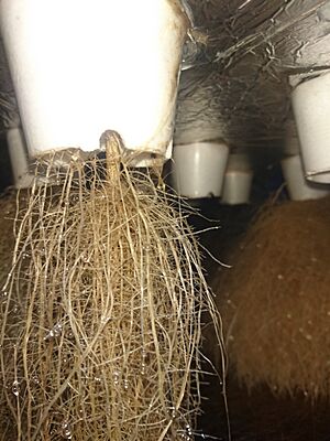 Aeroponic roots nepal