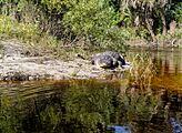 Alligator posing on the Econlockhatchee River (Central Florida)