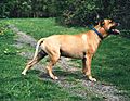 American Pit Bull Terrier (Bubu)