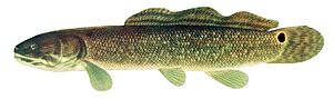 Amia calva 1908
