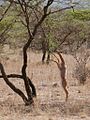 Antilope girafe debout