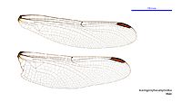 Austrogomphus amphiclitus male wings (34671804740)