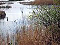 Barrow Haven Reedbed - geograph.org.uk - 285827