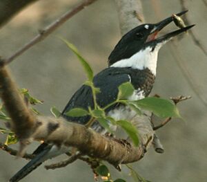Belted Kingfisher eating fish in Alhambra Creek 2009