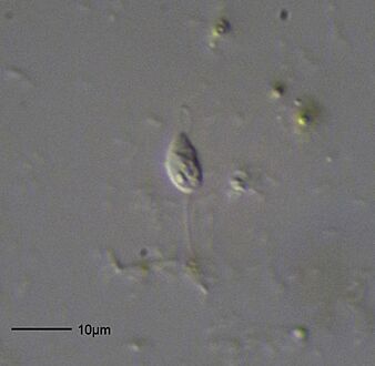 Bodo saltans - 400x (13895749563)