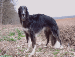 Borzoi black female