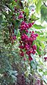 Bosea yervamora berries
