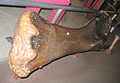 Brachiosaurus leg bone