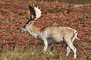Bradgate Park fallow deer buck