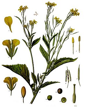 Brassica Juncea Facts For Kids