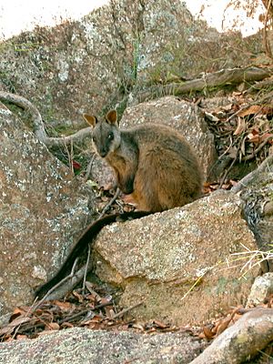 Brush-tailed Rock-wallaby.jpg