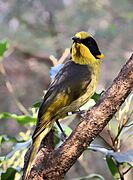 Captively bred Helmeted Honeyeater at the Healesville Sanctuary in Healesville, Victoria, Australia