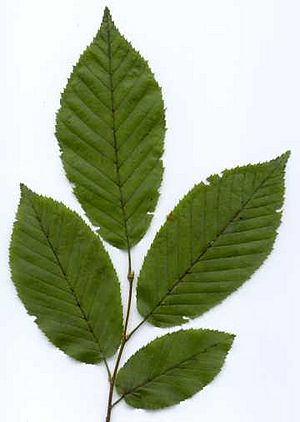 Carpinus caroliniana (EU)