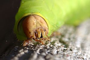 Caterpillar face