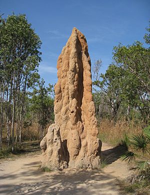 Cathedral Termite Mound - brewbooks
