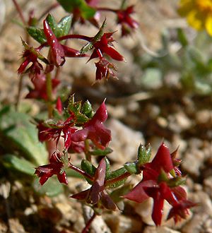 Centrostegia thurberi 3.jpg