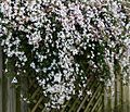 Common Jasmine