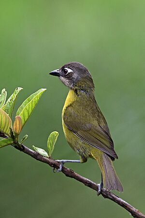 Common bush-tanager (Chlorospingus flavopectus punctulatus).jpg