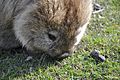 Common wombat 7