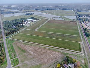 Cranberry farm