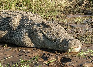 Crocodylus niloticus in Lake Chamo 02