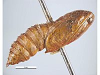Ctenopseustis herana pupa male